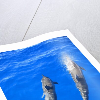 Two spinner dolphin off Manele Bay at Lanai in Hawaii by Anonymous