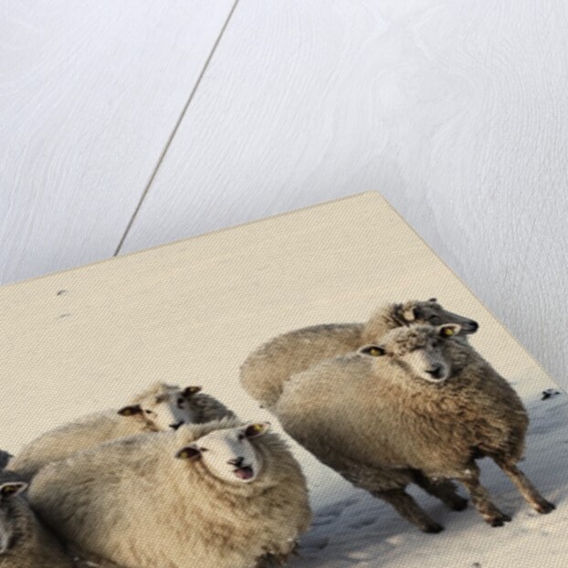Sheep in winter by Anonymous