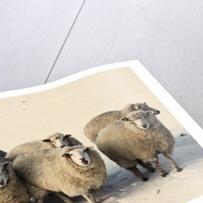 Sheep in winter by Anonymous