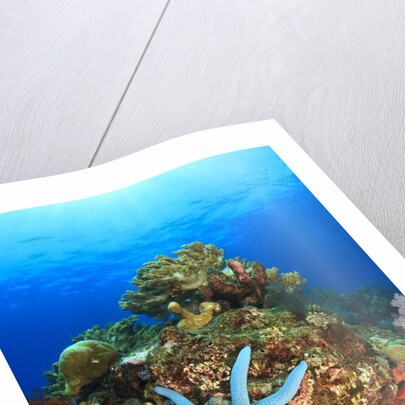 Blue Sea Star and brilliant red sea fans near Komba Island in the Flores Sea, Indonesia by Anonymous
