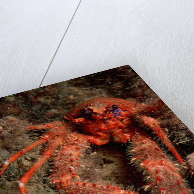 Crab (Galathea strigosa). by Anonymous
