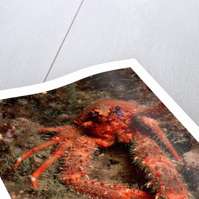 Crab (Galathea strigosa). by Anonymous
