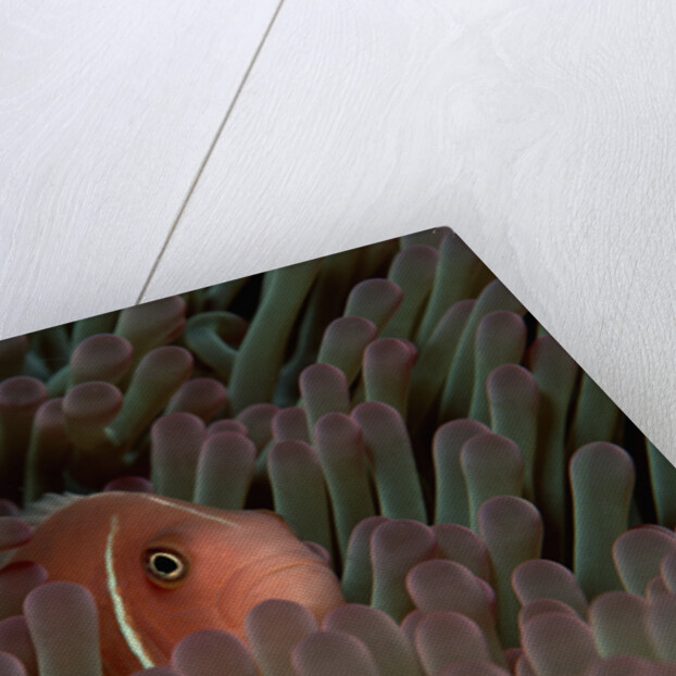 Pink Anemonefish (Amphiprion perideraion) in a Sea Anemone, Pacific Ocean. by Anonymous