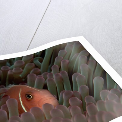 Pink Anemonefish (Amphiprion perideraion) in a Sea Anemone, Pacific Ocean. by Anonymous