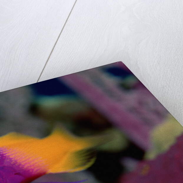 Royal Gramma or Fairy Basslet. (Gramma loreto) Caribbean by Anonymous