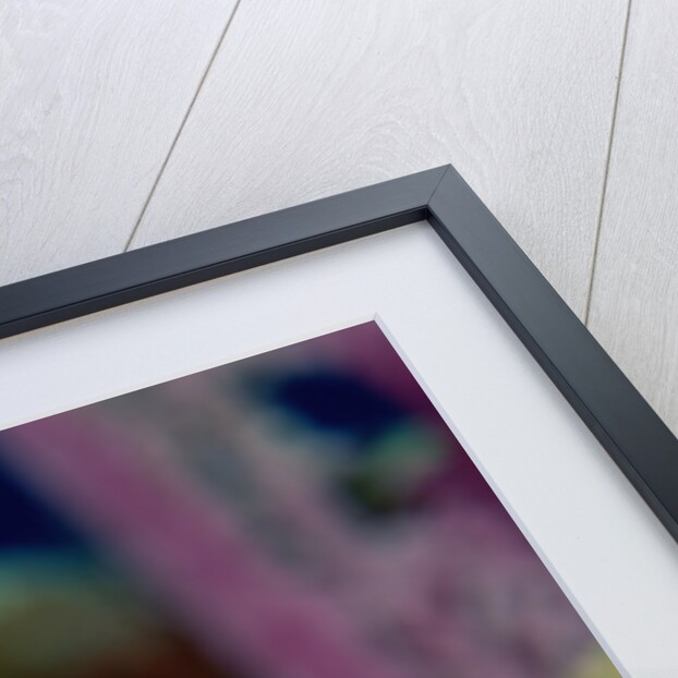 Royal Gramma or Fairy Basslet. (Gramma loreto) Caribbean by Anonymous