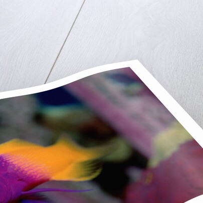 Royal Gramma or Fairy Basslet. (Gramma loreto) Caribbean by Anonymous