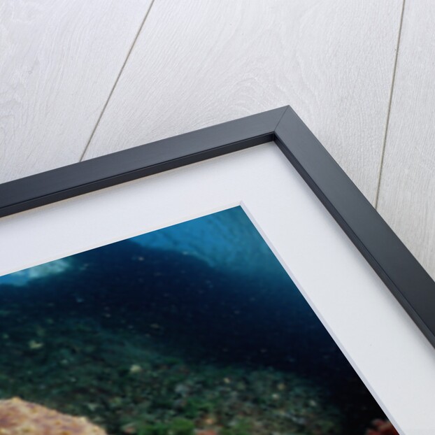 Octopus (Octopus vulgaris) by Anonymous