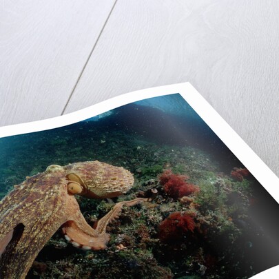 Octopus (Octopus vulgaris) by Anonymous