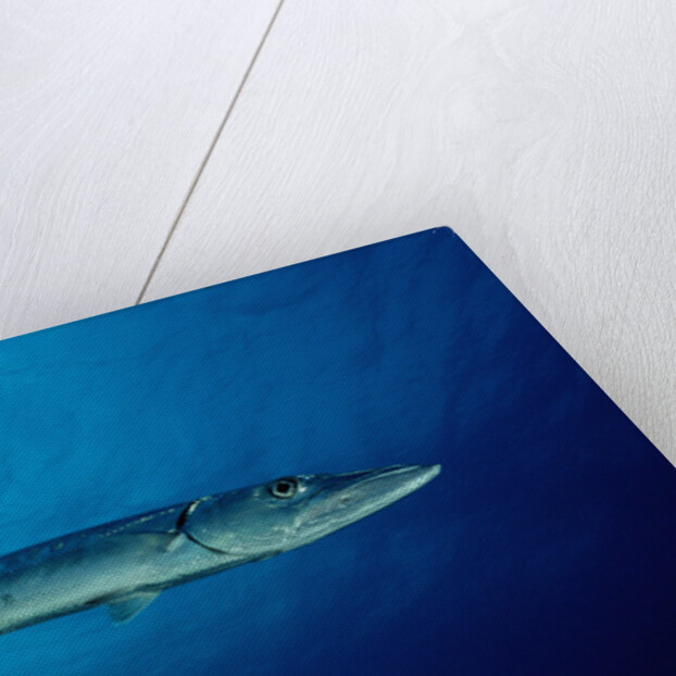 Great Barracuda (Sphyraena barracuda) by Anonymous