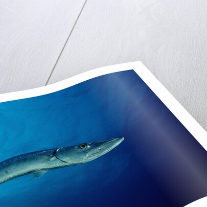 Great Barracuda (Sphyraena barracuda) by Anonymous