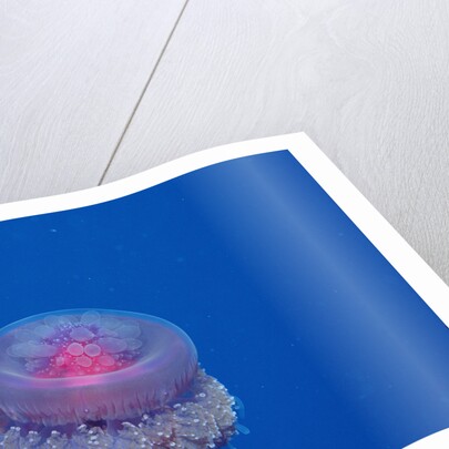 Crown Jellyfish (Netrostoma setouchina), Red Sea, Egypt. by Anonymous
