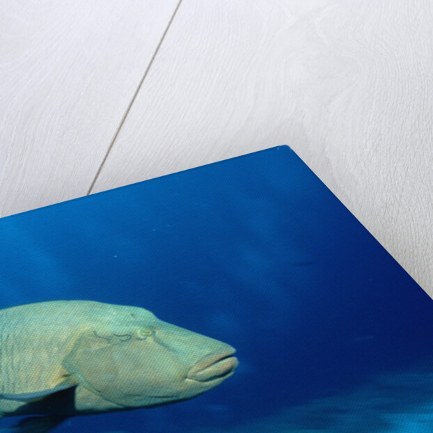 Humpback Wrasse (Cheilinus undulatus), Indo-Pacific Ocean. by Anonymous