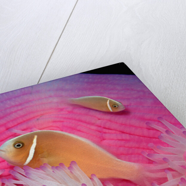 Pink Anemonefishes in a Sea Anemone (Amphiprion perideraion), Pacific Ocean. by Anonymous