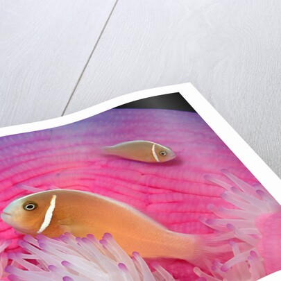 Pink Anemonefishes in a Sea Anemone (Amphiprion perideraion), Pacific Ocean. by Anonymous