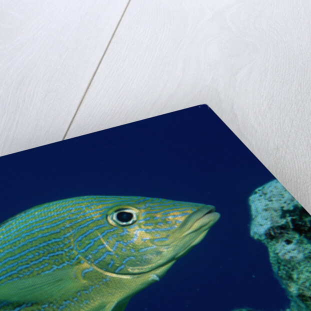 French Grunt (Haemulon flavolineatum) Caribbean by Anonymous