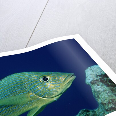 French Grunt (Haemulon flavolineatum) Caribbean by Anonymous