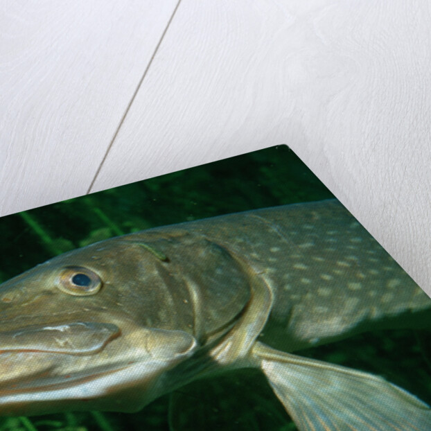 Pike head (Esox lucius). by Anonymous