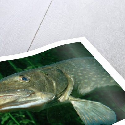 Pike head (Esox lucius). by Anonymous