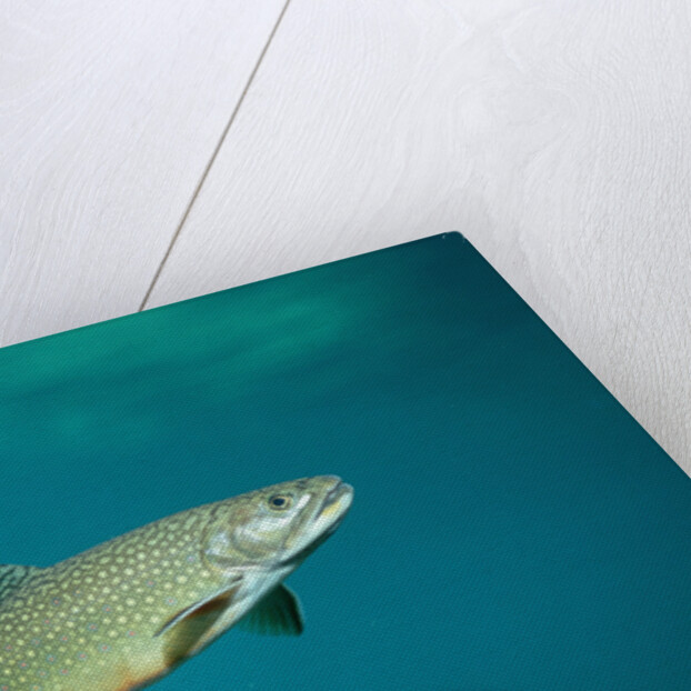 Brook Trout (Salvelinus fontinalis). by Anonymous