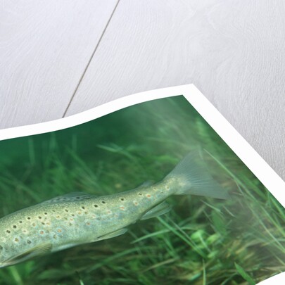 Trout (Salmo trutta), Austria, Europe. by Anonymous