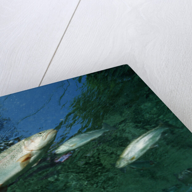 Rainbow Trout (Oncorhynchus mykiss) by Anonymous