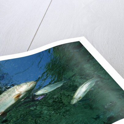 Rainbow Trout (Oncorhynchus mykiss) by Anonymous