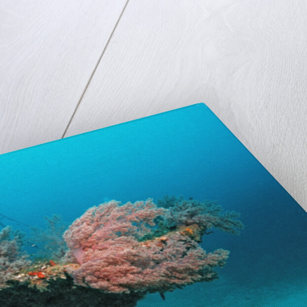 Halaveli Wreck and a scuba diver, Maldives. by Anonymous