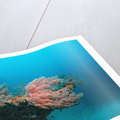 Halaveli Wreck and a scuba diver, Maldives. by Anonymous