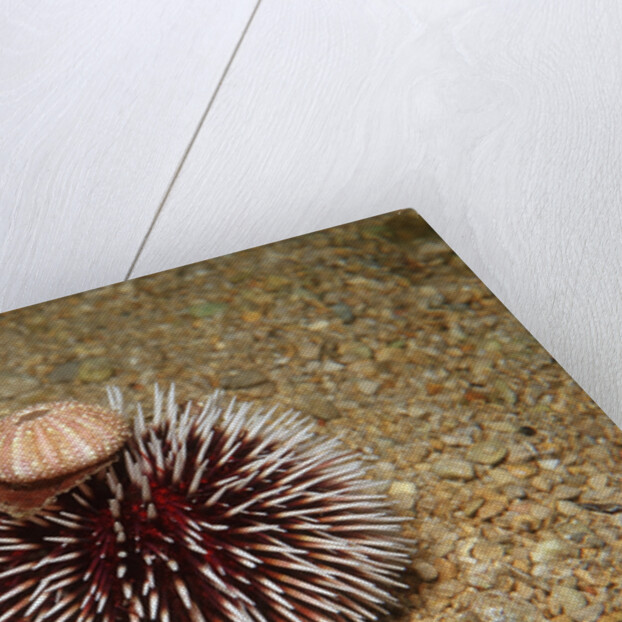 Violet Sea Urchin living animal and its test or shell on its top (Sphaerechinus granularis) by Anonymous