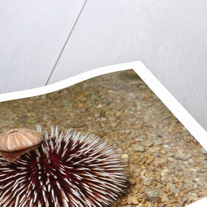 Violet Sea Urchin living animal and its test or shell on its top (Sphaerechinus granularis) by Anonymous