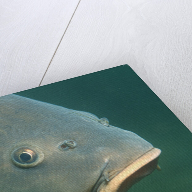 Carp head (Cyprinus carpio), Germany. by Anonymous