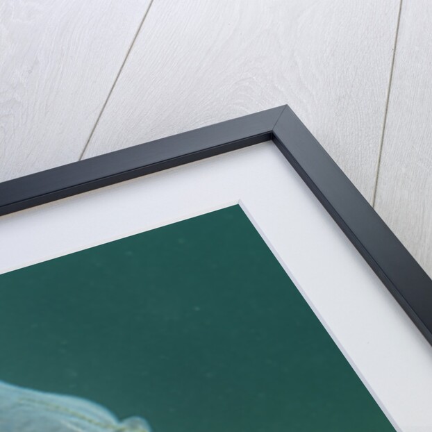 Carp head (Cyprinus carpio), Germany. by Anonymous