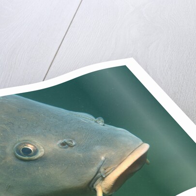 Carp head (Cyprinus carpio), Germany. by Anonymous