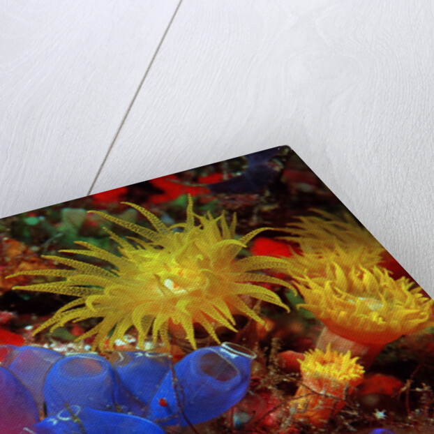 Blue Sea Squirts or Tunicates (Dendrophillia) and Yellow Cave Coral (Tubastrea) by Anonymous