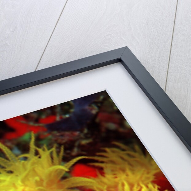 Blue Sea Squirts or Tunicates (Dendrophillia) and Yellow Cave Coral (Tubastrea) by Anonymous