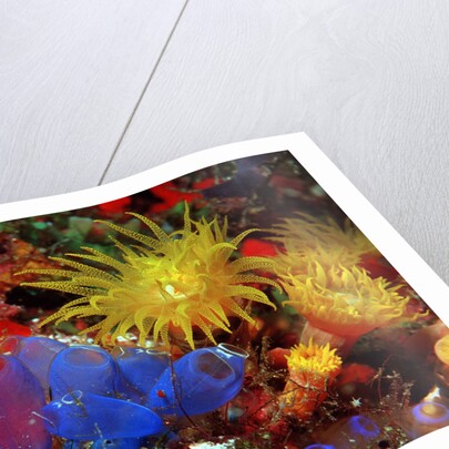 Blue Sea Squirts or Tunicates (Dendrophillia) and Yellow Cave Coral (Tubastrea) by Anonymous
