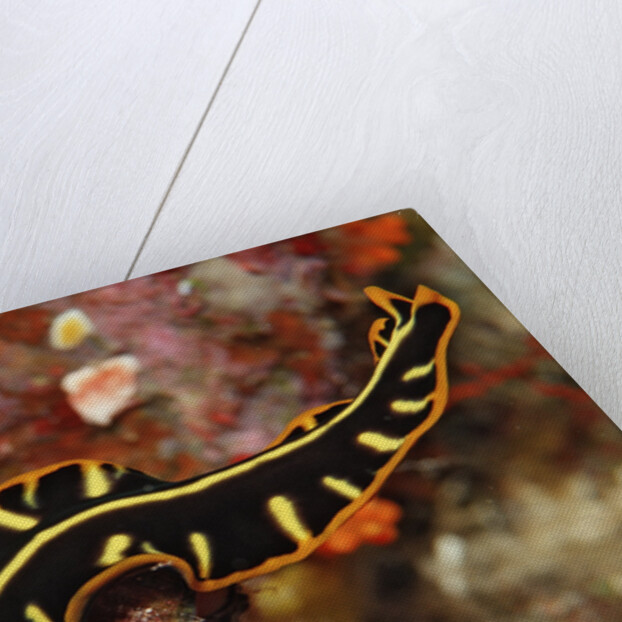 Marine Flatworm and a Sea Slug or Nudibranch (Chromodoris willani) by Anonymous