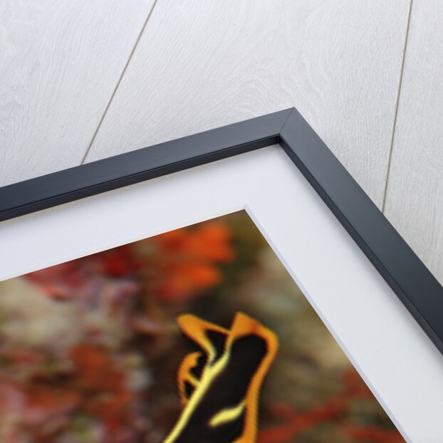 Marine Flatworm and a Sea Slug or Nudibranch (Chromodoris willani) by Anonymous