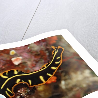 Marine Flatworm and a Sea Slug or Nudibranch (Chromodoris willani) by Anonymous