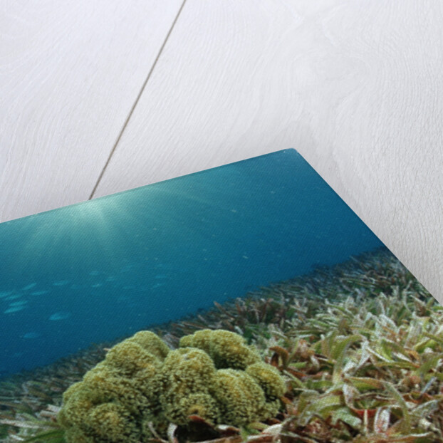 Blue Starfish (Linckia), Corals, and Sea Grass, Indonesia, Sulawesi, Indian Ocean. by Anonymous