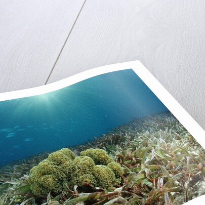 Blue Starfish (Linckia), Corals, and Sea Grass, Indonesia, Sulawesi, Indian Ocean. by Anonymous