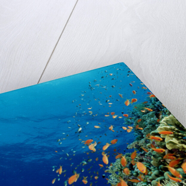 Schooling Lyretail Anthias and near a coral reef. (Pseudanthias squamipinnis) Red Sea by Anonymous