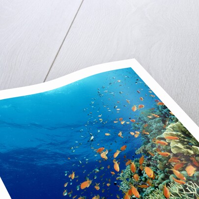 Schooling Lyretail Anthias and near a coral reef. (Pseudanthias squamipinnis) Red Sea by Anonymous