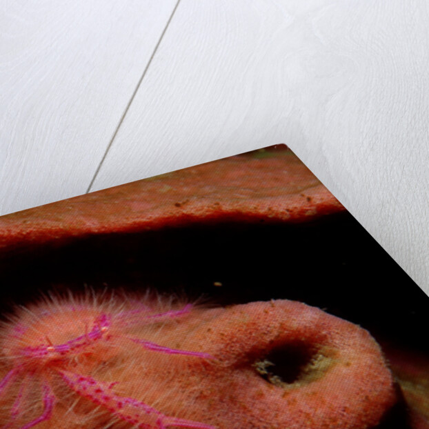 Sponge Crab or Squat Lobster (Lauriea siagiani), Komodo National Park, Indian Ocean. by Anonymous