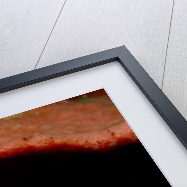 Sponge Crab or Squat Lobster (Lauriea siagiani), Komodo National Park, Indian Ocean. by Anonymous