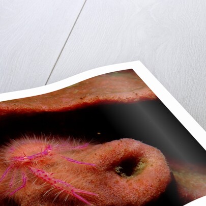 Sponge Crab or Squat Lobster (Lauriea siagiani), Komodo National Park, Indian Ocean. by Anonymous