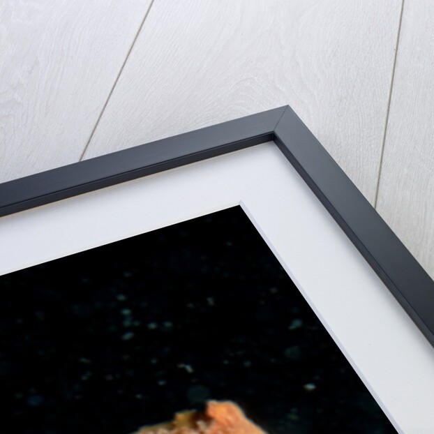 Longsnout Seahorse (Hippocampus reidi), Pacific Ocean. by Anonymous