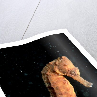 Longsnout Seahorse (Hippocampus reidi), Pacific Ocean. by Anonymous