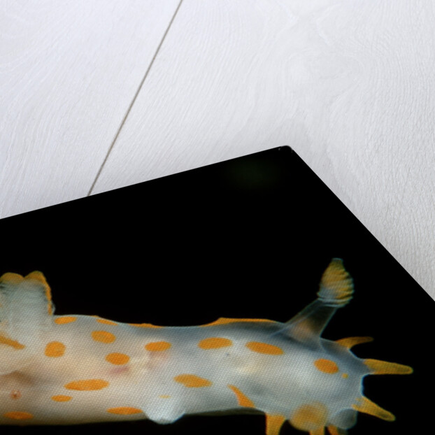 Nudibranch (Limacia clavigera), Atlantic Ocean. by Anonymous
